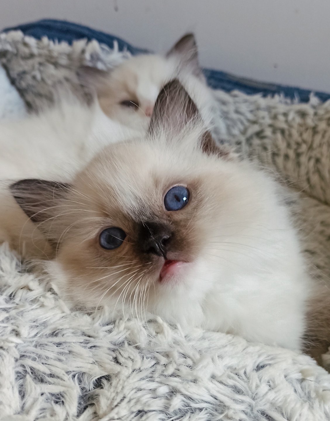 chaton Ragdoll black mitted Wilde U Chatterie Echo de Narcisse