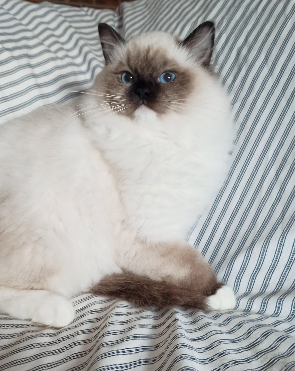 chaton Ragdoll black mitted Wilde U Chatterie Echo de Narcisse