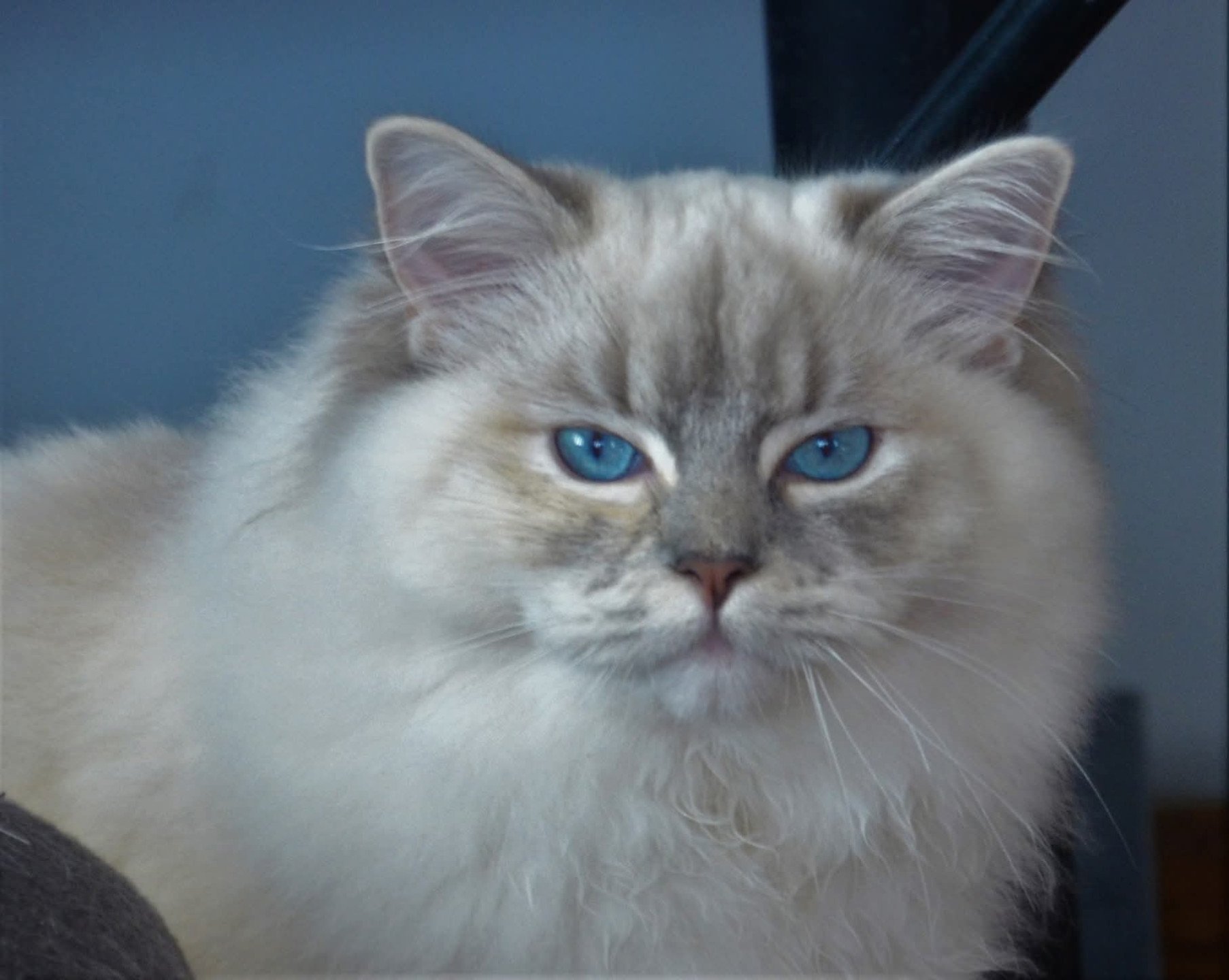 chat Ragdoll blue tortie tabby mitted Ramona lazur Eyes *PL Chatterie Echo de Narcisse
