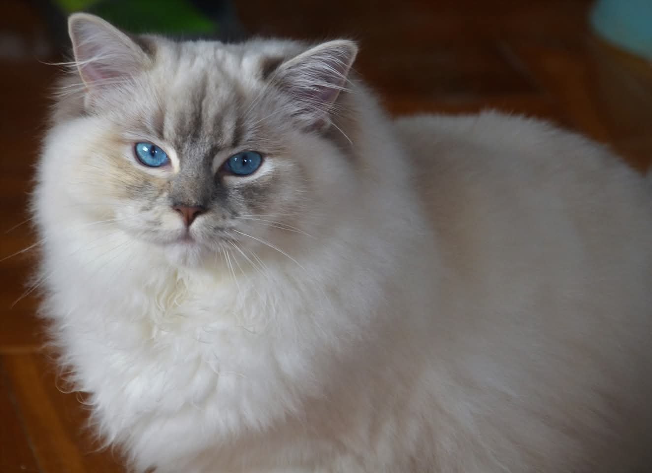 chat Ragdoll blue tortie tabby mitted Ramona lazur Eyes *PL Chatterie Echo de Narcisse