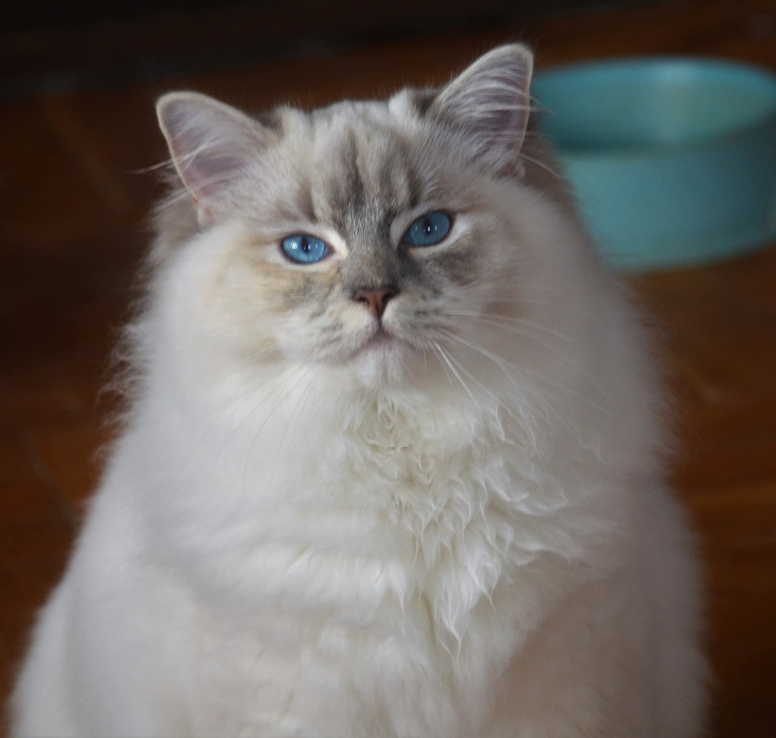chat Ragdoll blue tortie tabby mitted Ramona lazur Eyes *PL Chatterie Echo de Narcisse