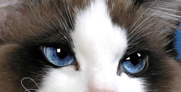 yeux bleus ragdoll