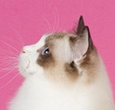 profil ragdoll