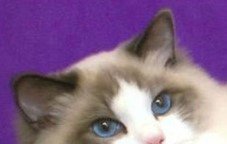 yeux et tete ragdoll