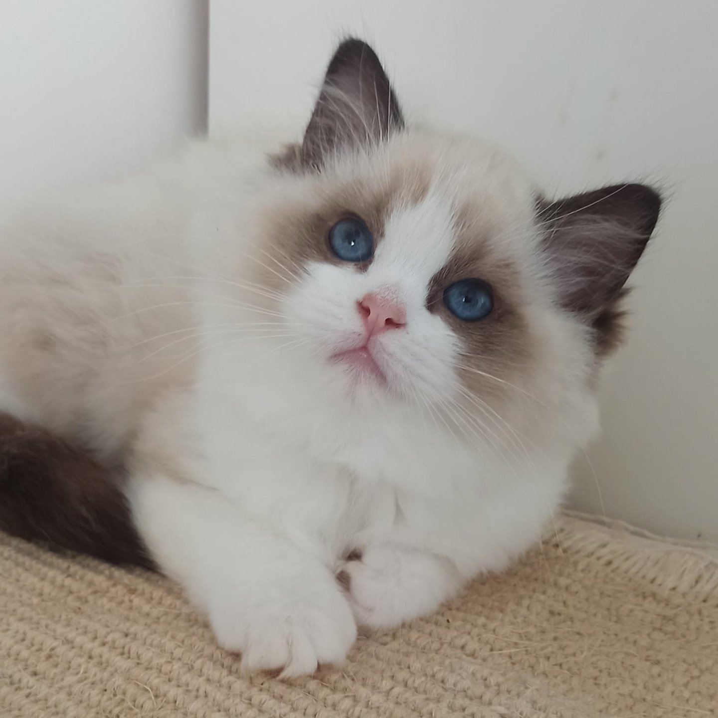 chaton ragdoll