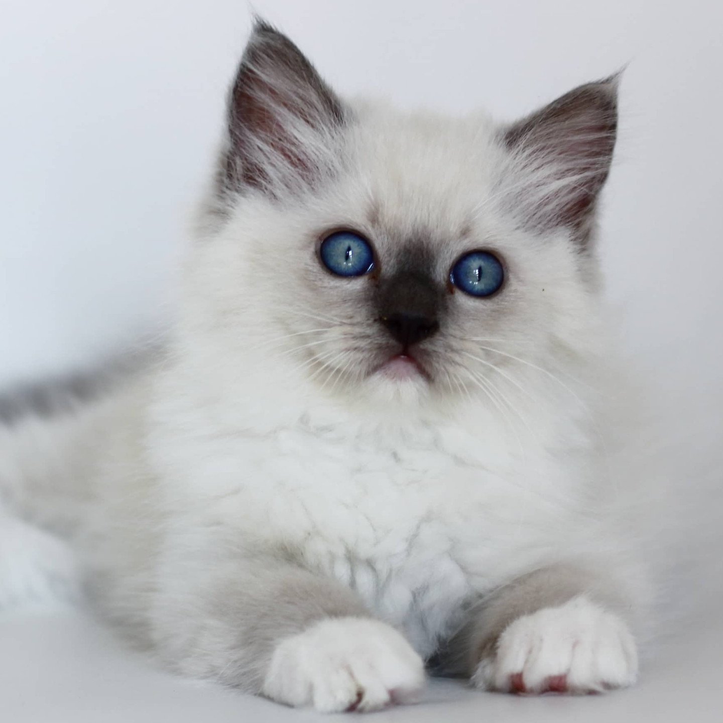 chaton ragdoll