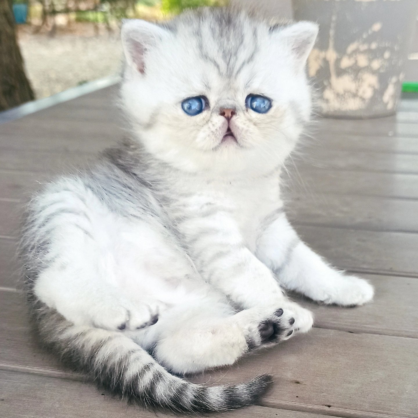 chaton exotic shorthair silver