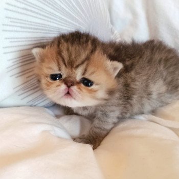 chaton Exotic Shorthair black golden shaded Chatterie Echo de Narcisse