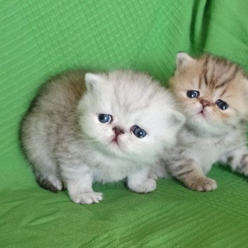 chaton Exotic Shorthair black golden shaded Chatterie Echo de Narcisse