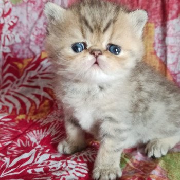 chaton Exotic Shorthair black golden shaded Chatterie Echo de Narcisse