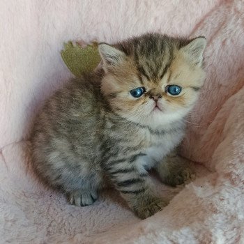 chaton Exotic Shorthair black golden shaded Chatterie Echo de Narcisse