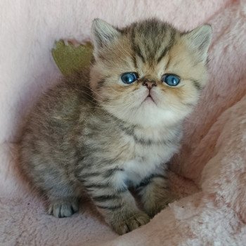 chaton Exotic Shorthair black golden shaded Chatterie Echo de Narcisse