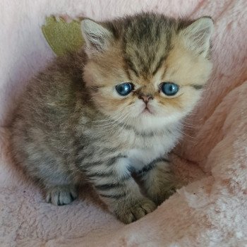 chaton Exotic Shorthair black golden shaded Chatterie Echo de Narcisse