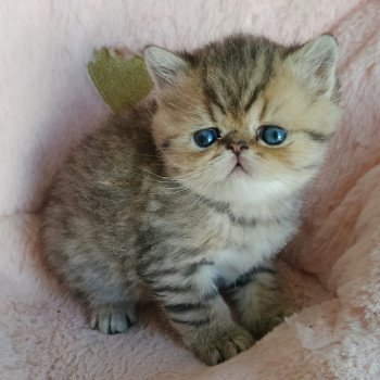 chaton Exotic Shorthair black golden shaded Chatterie Echo de Narcisse