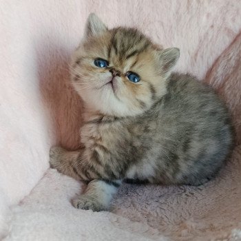 chaton Exotic Shorthair black golden shaded Chatterie Echo de Narcisse