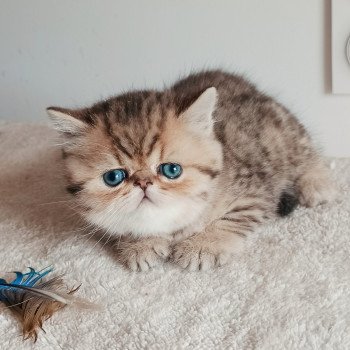 chaton Exotic Shorthair black golden shaded Weed Chatterie Echo de Narcisse