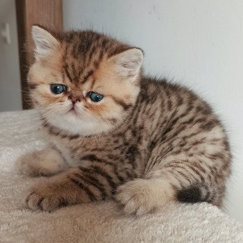 chaton Exotic Shorthair black golden shaded Weed Chatterie Echo de Narcisse