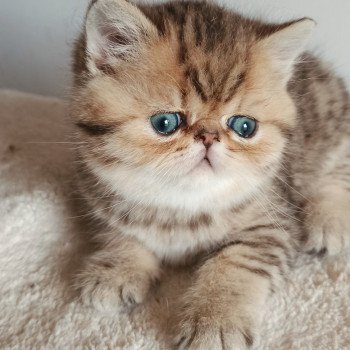 chaton Exotic Shorthair black golden shaded Weed Chatterie Echo de Narcisse