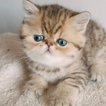 chaton Exotic Shorthair black golden shaded Weed Chatterie Echo de Narcisse