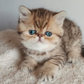 chaton Exotic Shorthair black golden shaded Weed Chatterie Echo de Narcisse