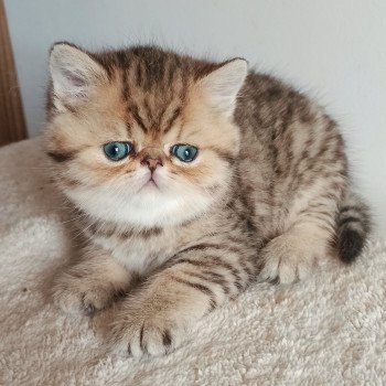 chaton Exotic Shorthair black golden shaded Weed Chatterie Echo de Narcisse