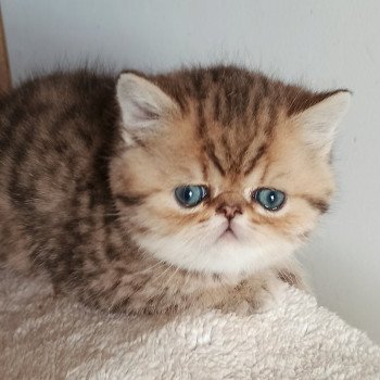 chaton Exotic Shorthair black golden shaded Weed Chatterie Echo de Narcisse