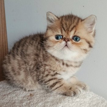 chaton Exotic Shorthair black golden shaded Weed Chatterie Echo de Narcisse