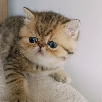 chaton Exotic Shorthair black golden shaded Weed Chatterie Echo de Narcisse