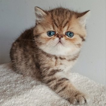 chaton Exotic Shorthair black golden shaded Weed Chatterie Echo de Narcisse