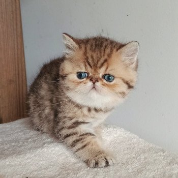 chaton Exotic Shorthair black golden shaded Weed Chatterie Echo de Narcisse