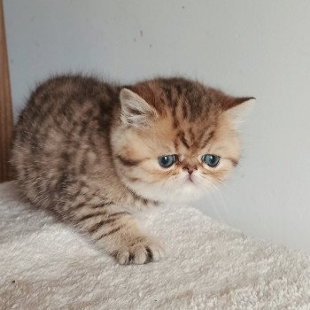 chaton Exotic Shorthair black golden shaded Weed Chatterie Echo de Narcisse