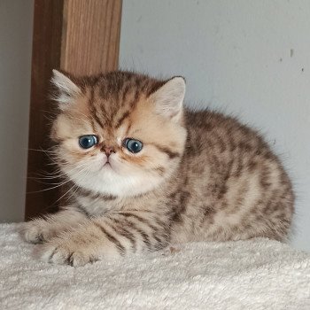 chaton Exotic Shorthair black golden shaded Weed Chatterie Echo de Narcisse