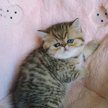 chaton Exotic Shorthair black golden shaded Weed Chatterie Echo de Narcisse