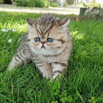 chaton Exotic Shorthair black golden shaded Weed Chatterie Echo de Narcisse