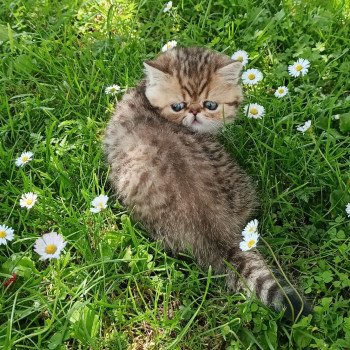 chaton Exotic Shorthair black golden shaded Weed Chatterie Echo de Narcisse