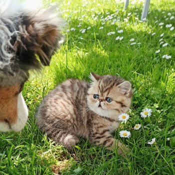 chaton Exotic Shorthair black golden shaded Weed Chatterie Echo de Narcisse