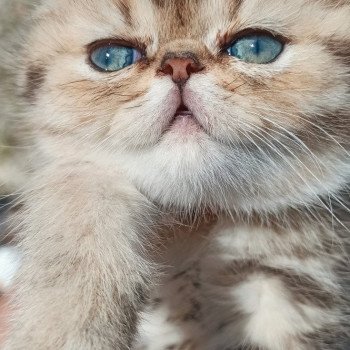 chaton Exotic Shorthair black golden shaded Weed Chatterie Echo de Narcisse