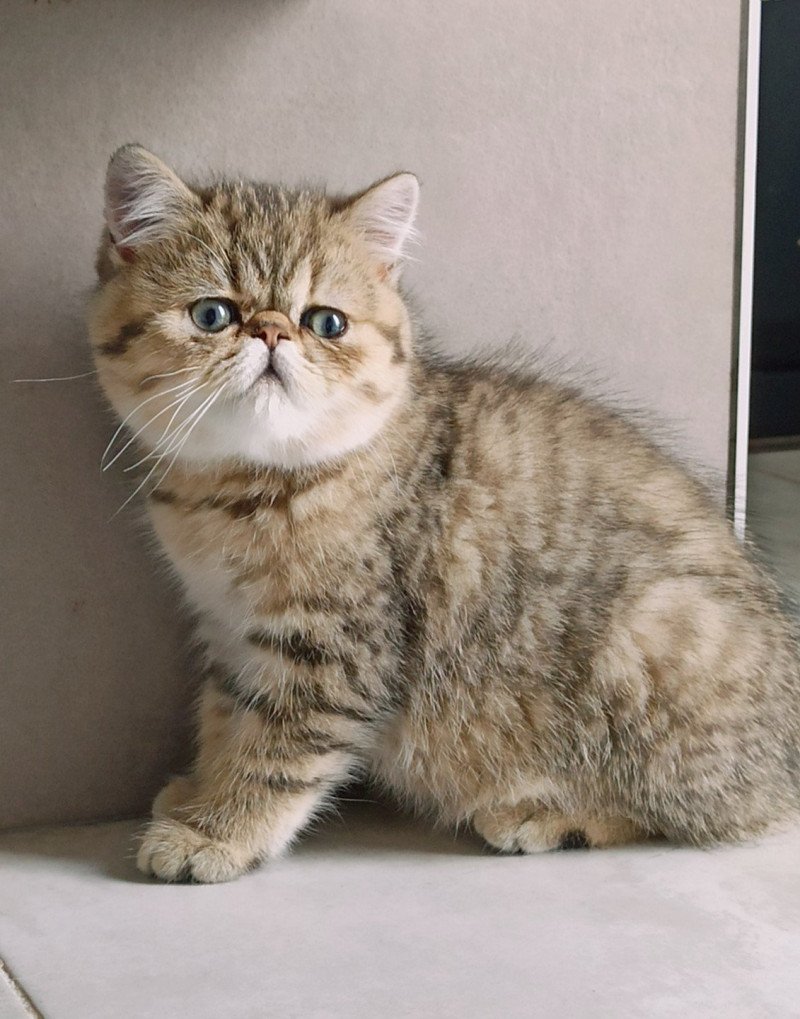 Echo de Narcisse Weed Femelle Exotic Shorthair