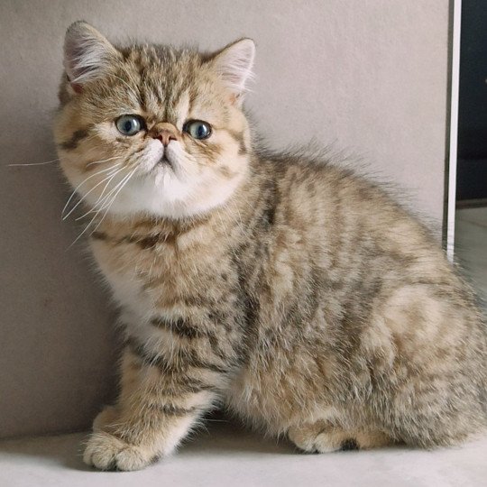 Echo de Narcisse Weed Femelle Exotic Shorthair