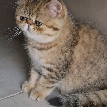 chaton Exotic Shorthair black golden shaded Weed Chatterie Echo de Narcisse