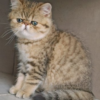 chaton Exotic Shorthair black golden shaded Weed Chatterie Echo de Narcisse