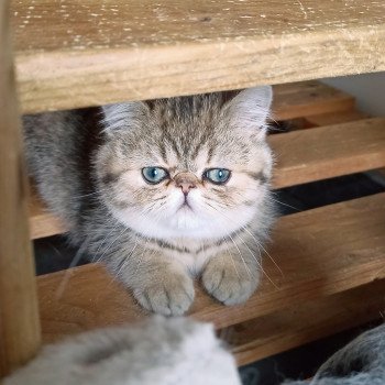 chaton Exotic Shorthair black golden shaded Weed Chatterie Echo de Narcisse