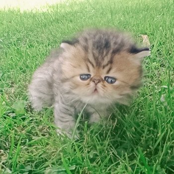 chaton Persan black golden shaded Mâle G1 Chatterie Echo de Narcisse