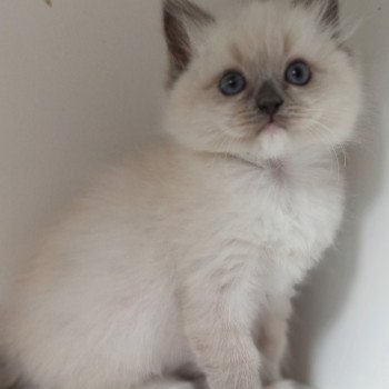 chaton Ragdoll blue mitted Fbm1 Chatterie Echo de Narcisse