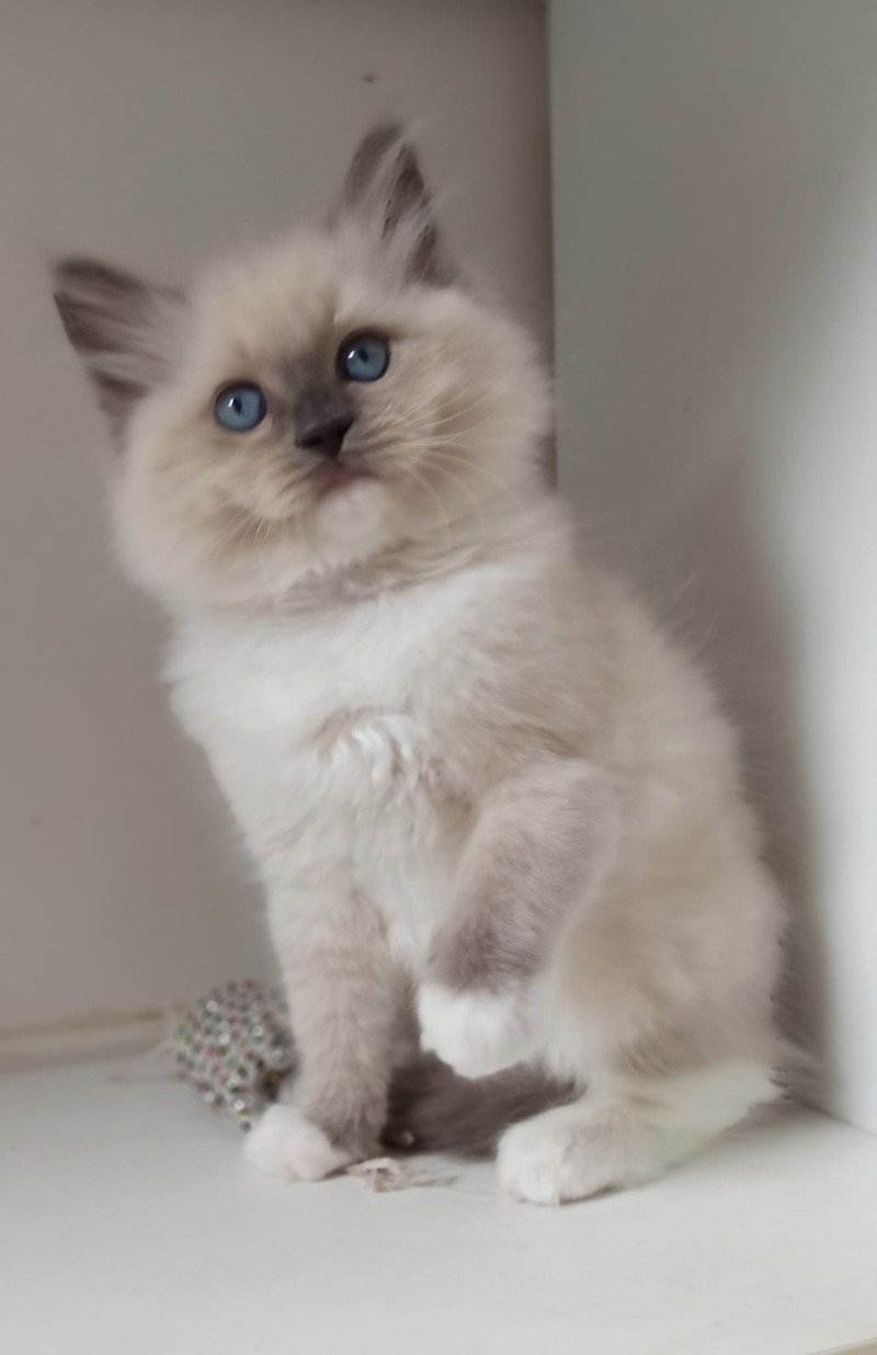 Echo de Narcisse Yalta K1 Femelle Ragdoll