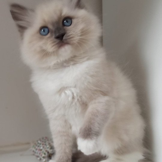 Echo de Narcisse Yalta K1 Femelle Ragdoll