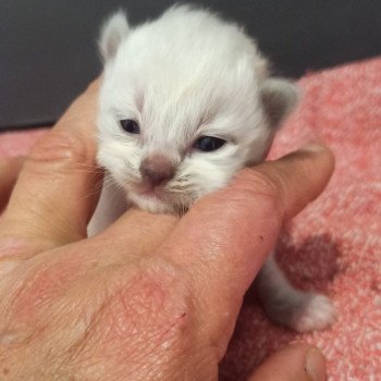 chaton Ragdoll blue mitted Chatterie Echo de Narcisse