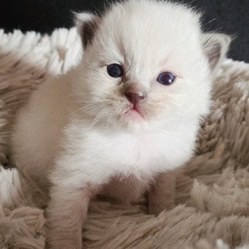 chaton Ragdoll blue mitted Fbm1 Chatterie Echo de Narcisse