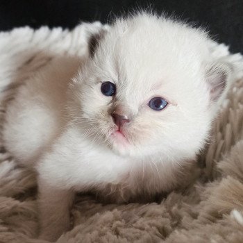 chaton Ragdoll blue mitted Fbm1 Chatterie Echo de Narcisse