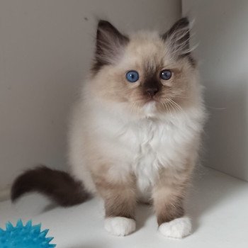 chaton Ragdoll black mitted Zohar K Chatterie Echo de Narcisse